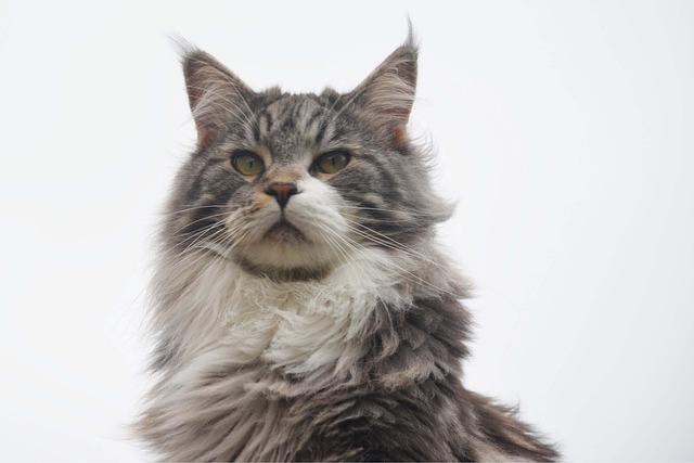 Are Maine Coons Prone To Any Genetic Illness?