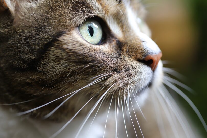 Can Cats Smell Critters Through Walls? - Petxyclopedia