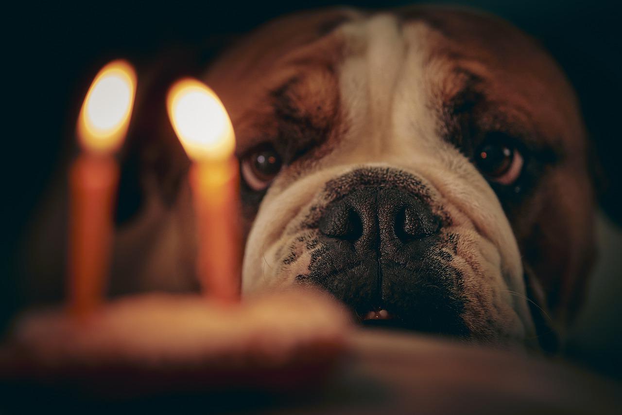 how to host a dog birthday party