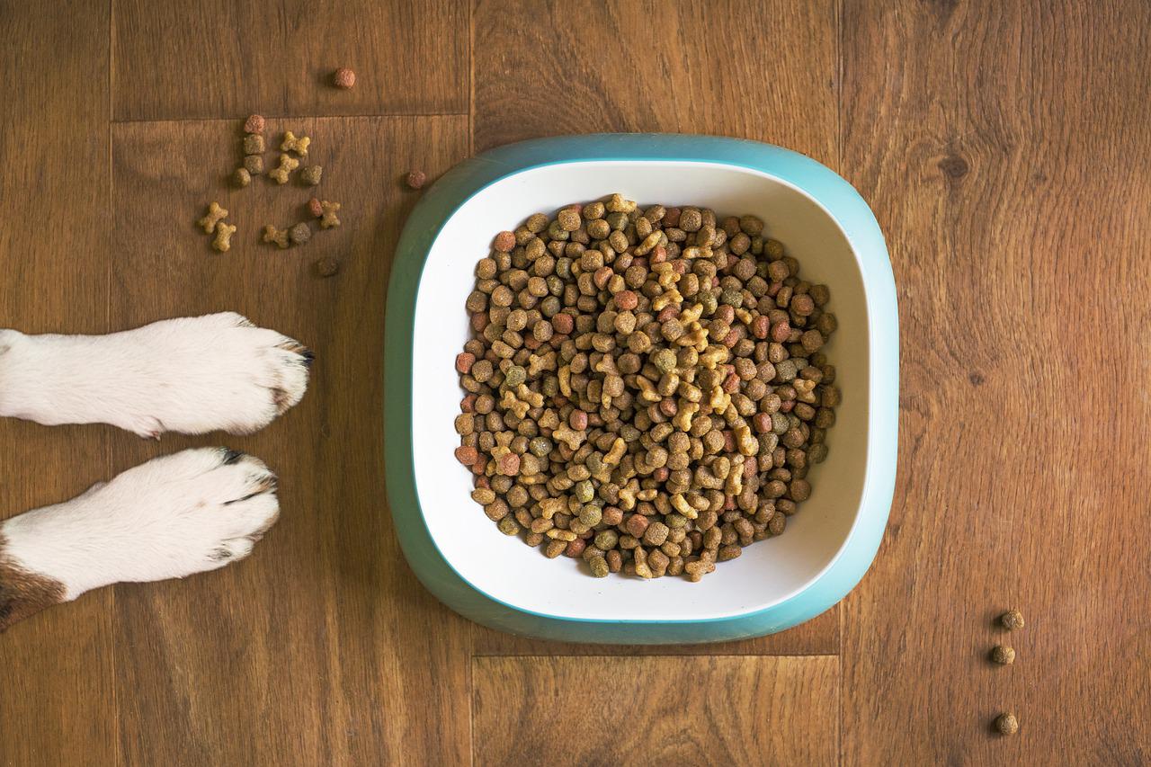 how often should you feed your dog