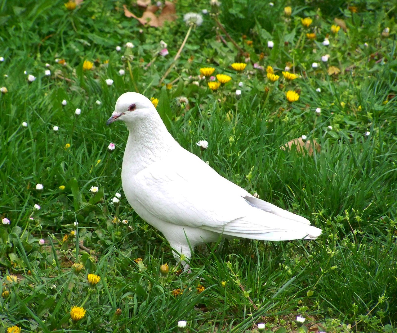 Why Are Doves Associated With Good Luck Petxyclopedia