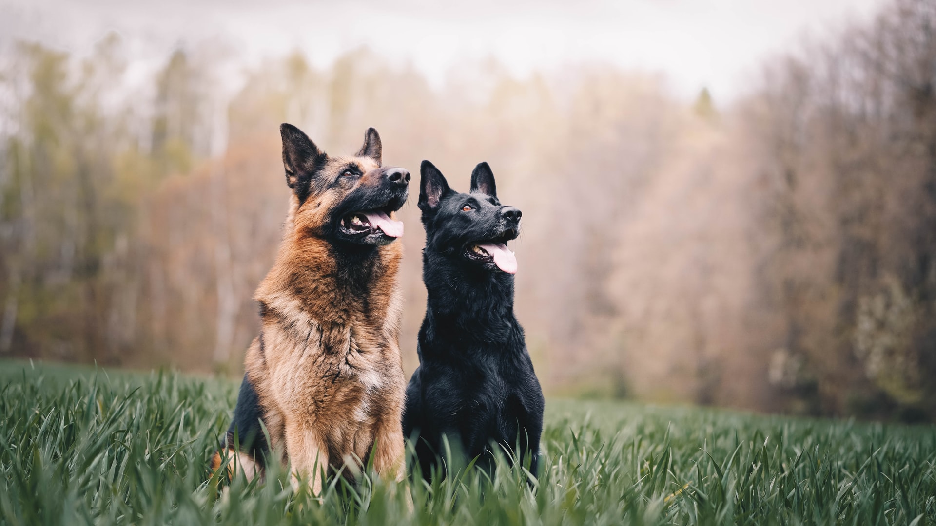 police dog vs regular dog