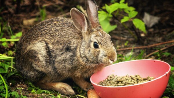 can rabbit eat dog food