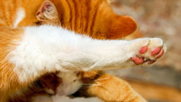 cat paw injury