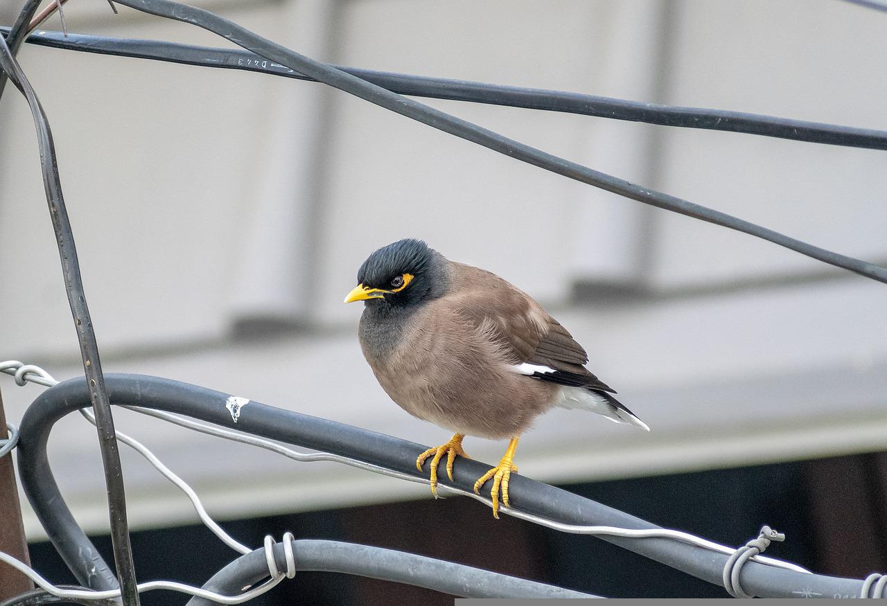 how-to-get-rid-of-mynah-birds-hunker