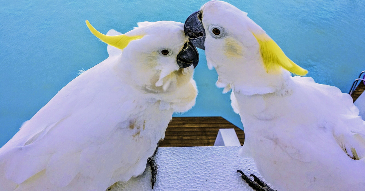 Two cockatoos