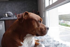 A Pitbull sleeping by the window side