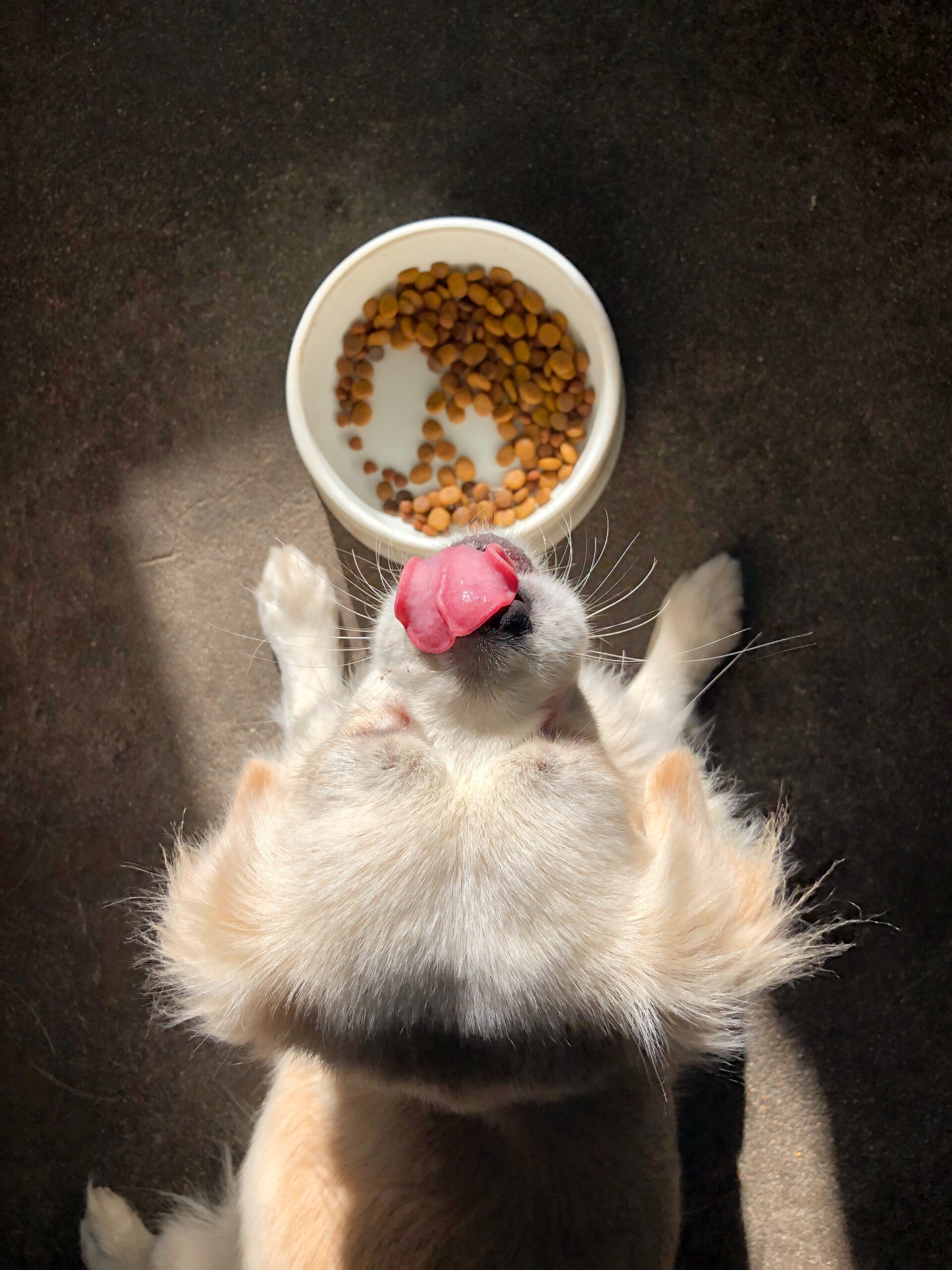 Can adding water to dry dog food cause Diarrhea