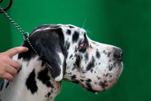 A dog wearing a choke collar