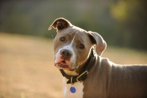 A dog wearing a collar