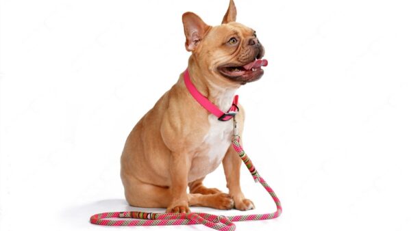 A dog wearing a pink collar