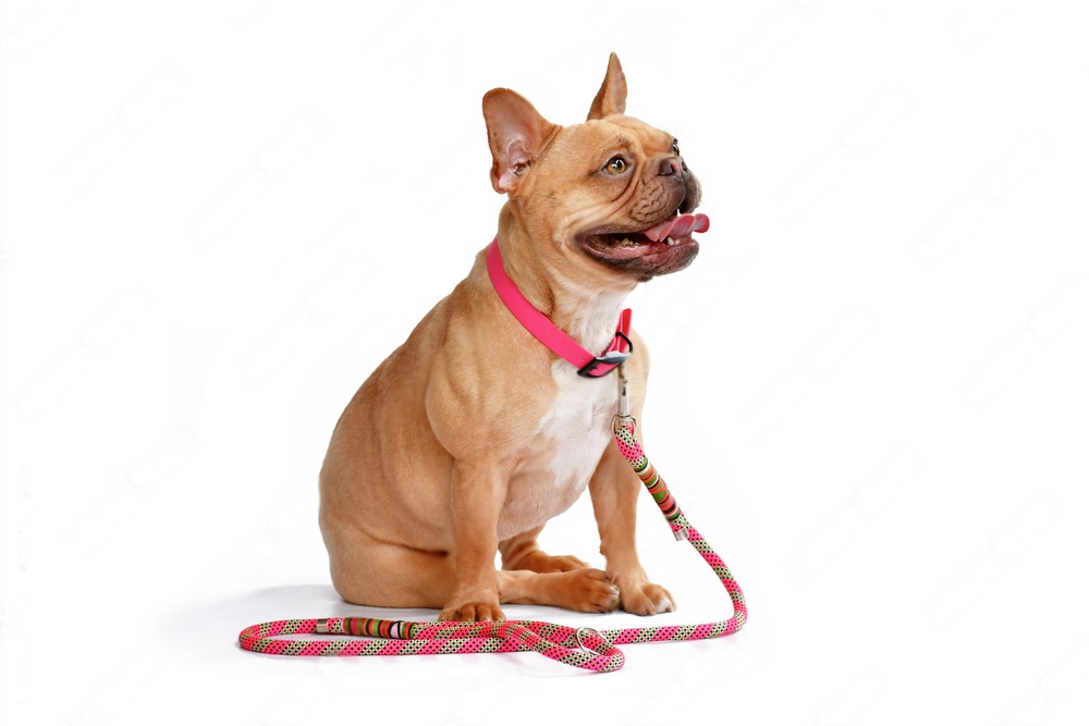 A dog wearing a pink collar