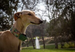 A dog wearing a green martingale collar