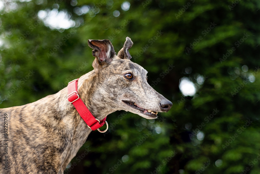 A dog wearing a red martingale collar