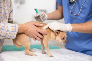 A dog receiving vaccine from a vet