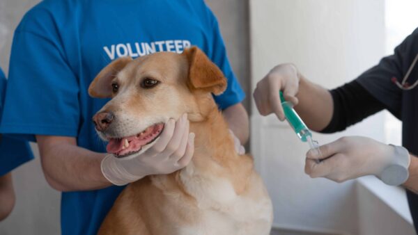 what vaccines do dogs need for boarding?