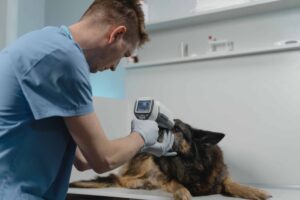 A vet running a test on a dog