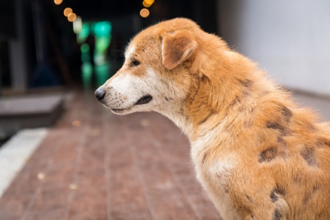 How Long Does It Take for a Dog's Hair to Grow Back After a Scab?