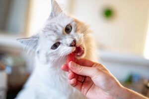 hand feeding a cat