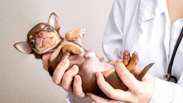 A puppy with umbilical hernia