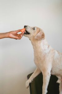 dog owner hand feeding his dog