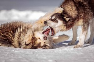 two aggressive dogs fighting