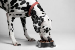 A Dalmatian eating in a food bowl