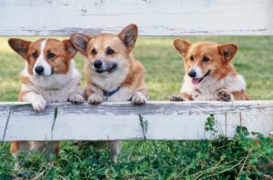 three corgis