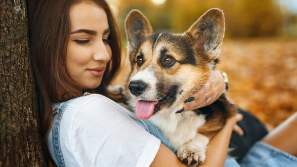 Are corgis hypoallergenic