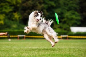 A border collie jumping to catch a frisbee.