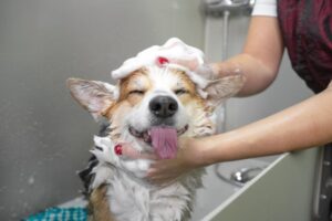 A dog owner bathing her corgi