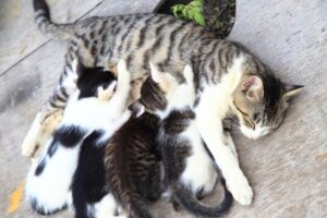 A cat breastfeeding her litters