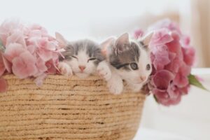 Kittens sleeping in a comfortable bed