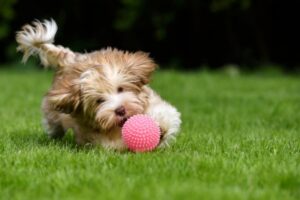 a puppy playing with a ball