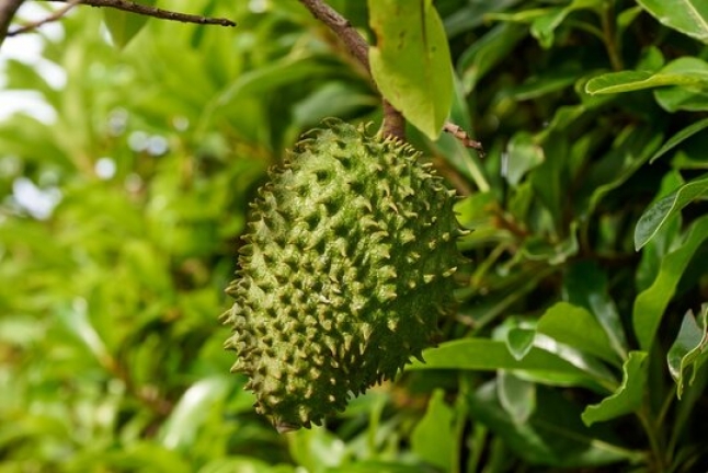 can dogs eat soursop