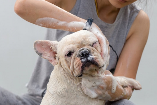 Why Is My Dog Skin Dry And Flaky? {Everything you need to know about it ...