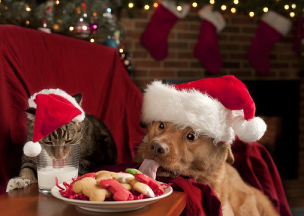 Safe Christmas Treats for Dogs