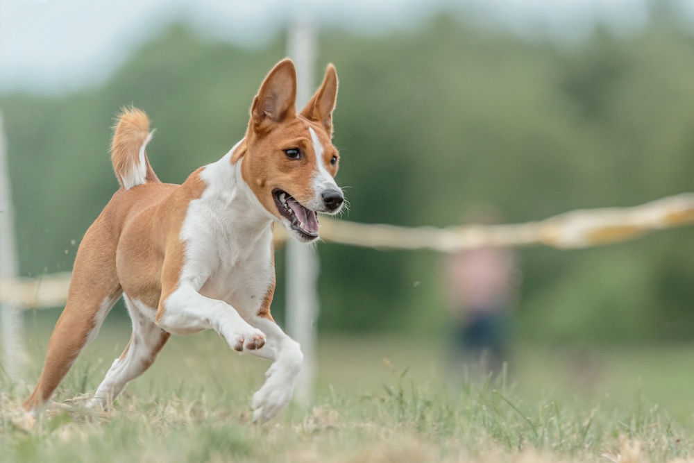 Are Basenjis Good with Kids? - Petxyclopedia