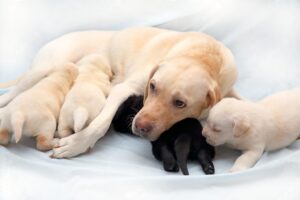 A dog breastfeeding her puppies