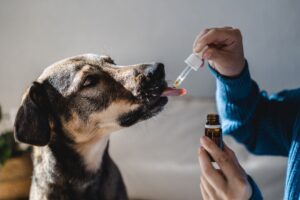Administering drug to anxious dog