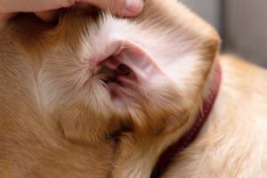 dog ear infection