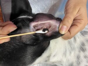 Cleaning of dog's ear with cotton bud