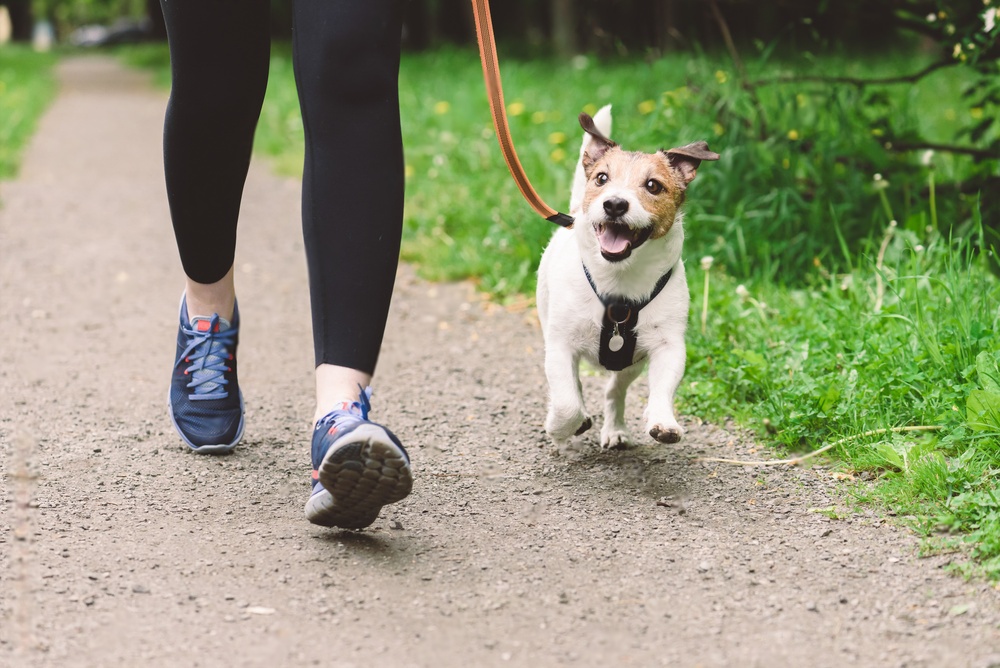 How Often Should You Walk Your Dog Daily