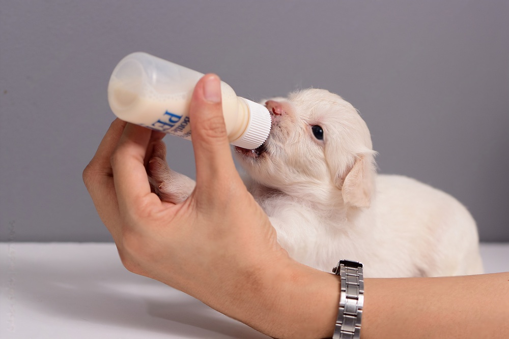 Does Milk Cause Diarrhea in Puppies