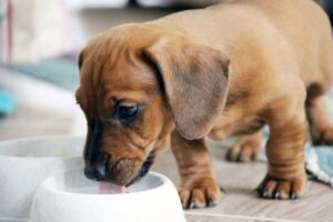 A puppy drinking milk from a bowl