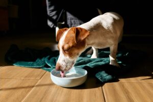 A dog drinking milk from a bowl