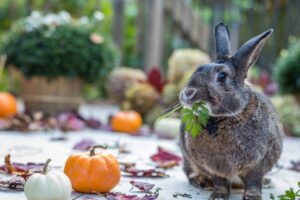 A rabbit eating pumpkin