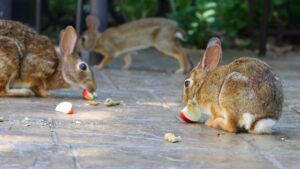 rabbits eating apple