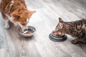A dog and cat eating in separate bowls