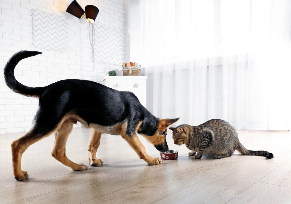 Can dogs have diarrhea from eating cat food